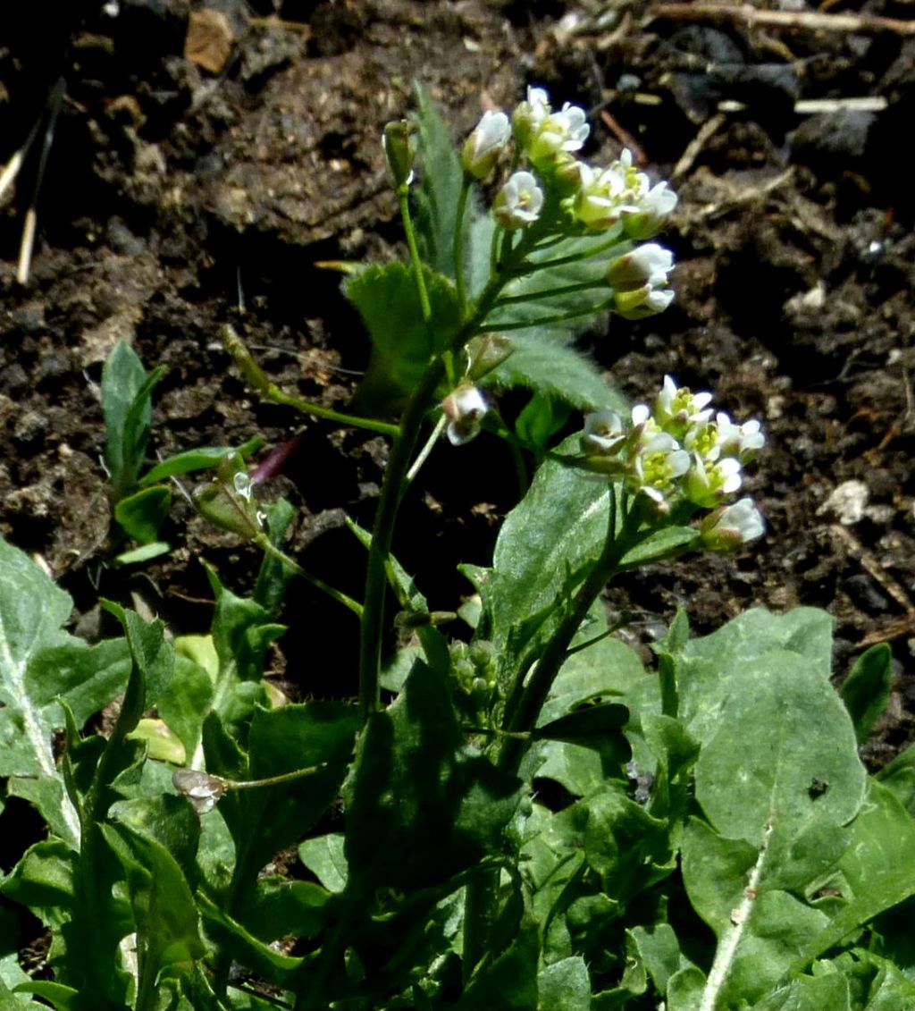 Capsella bursa-pastoris